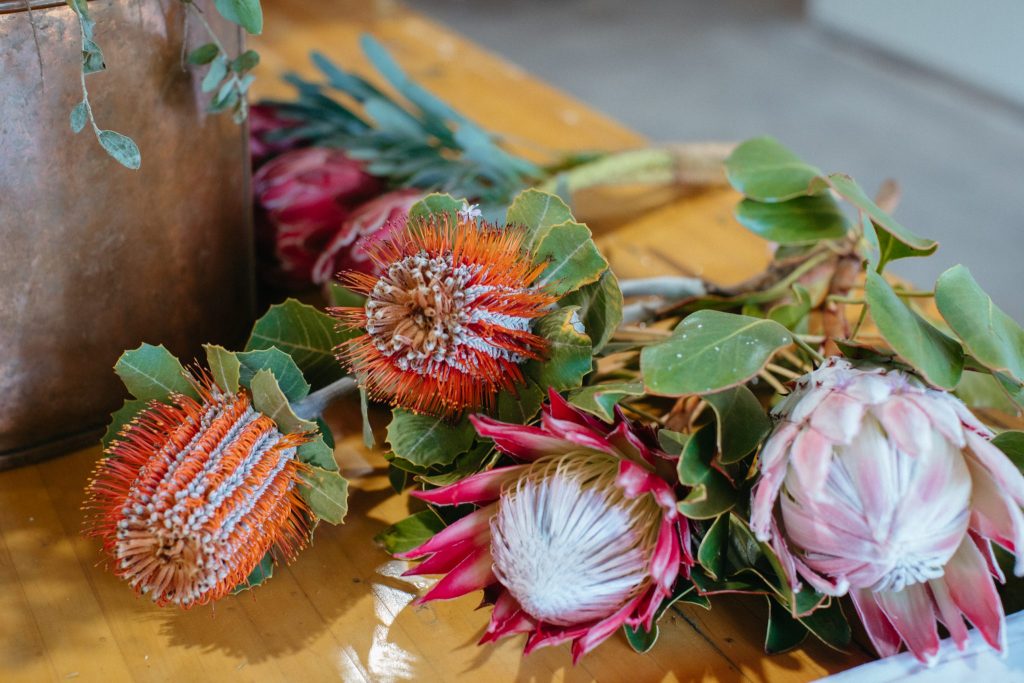 Thistle Flowers Bring Raw Beauty to Port Macquarie