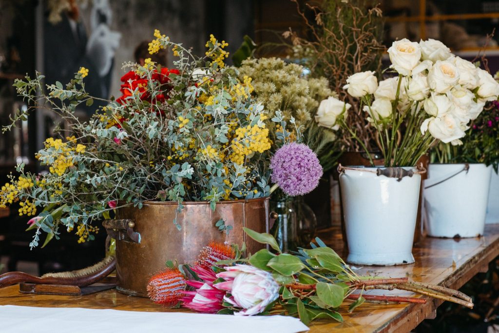 Thistle Flowers Bring Raw Beauty to Port Macquarie