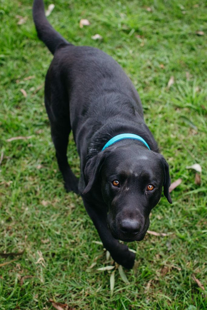 A black Labrador dog