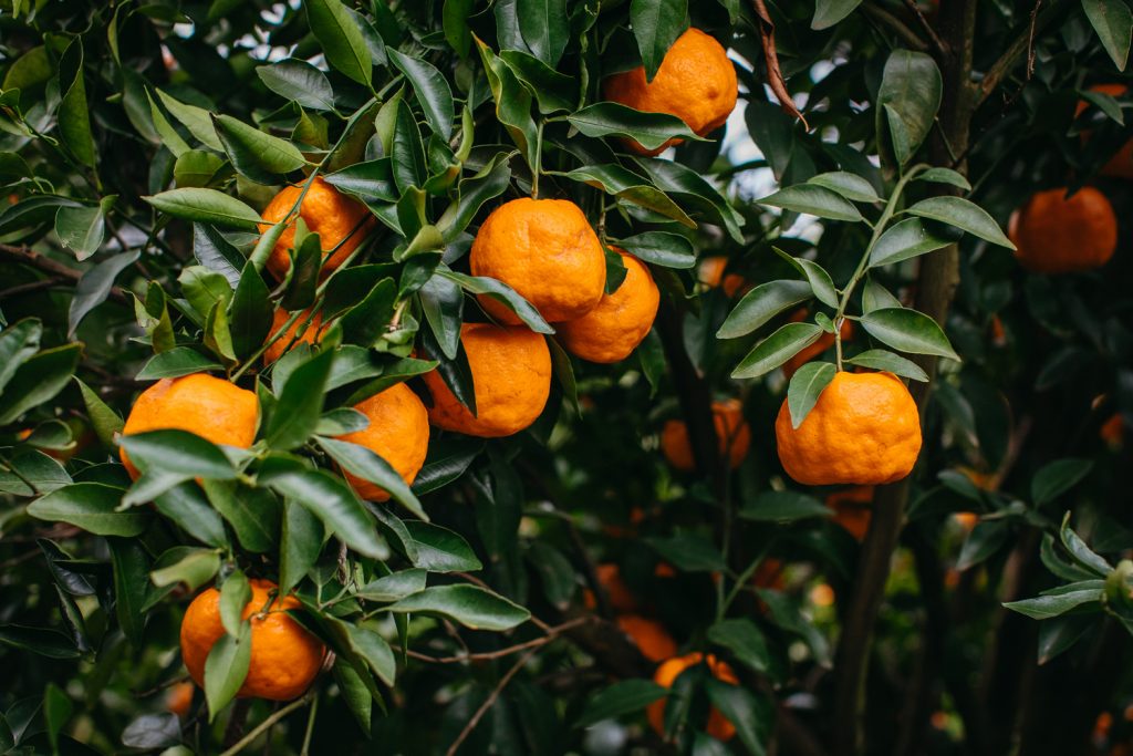 mandarins on a tree