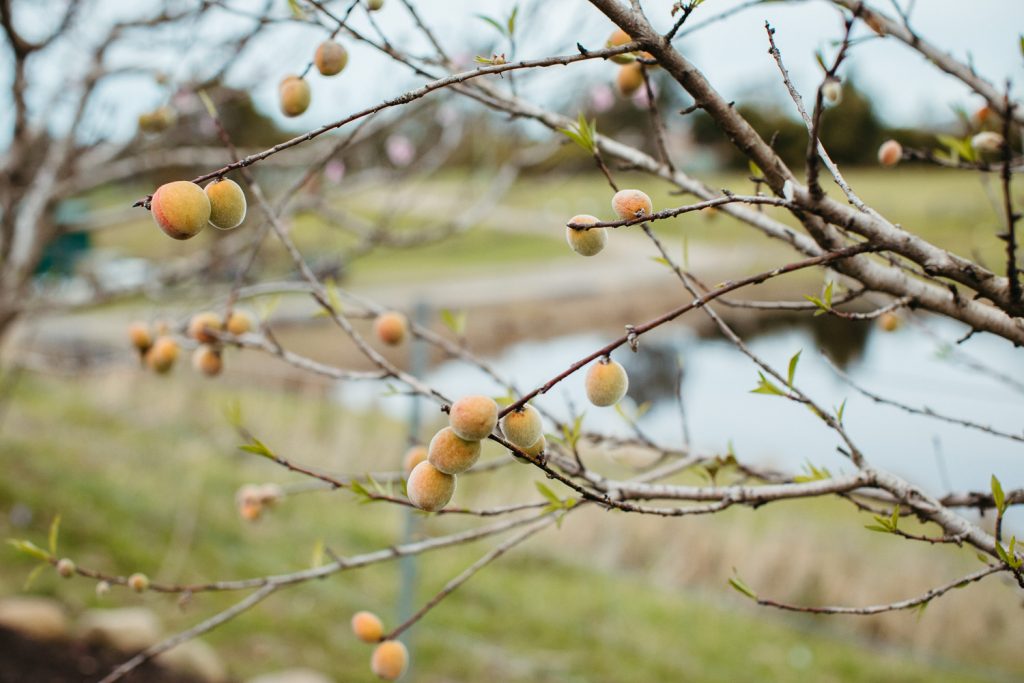 What’s a Fruit Salad Tree?