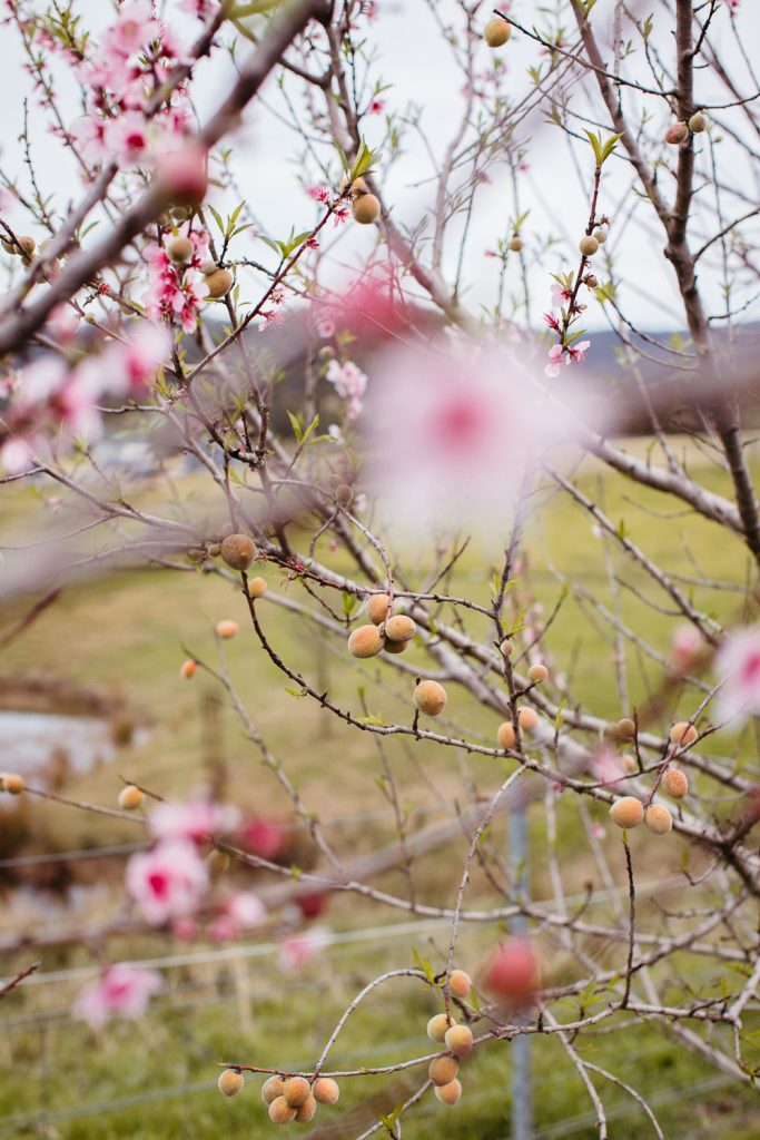 What’s a Fruit Salad Tree?