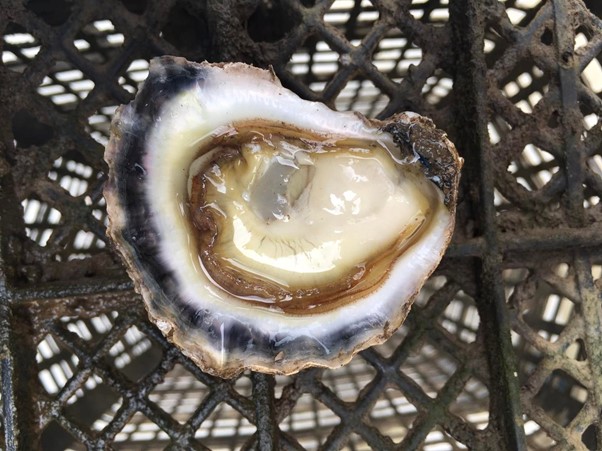 Oysters in Lockdown Again – Shuck Horror