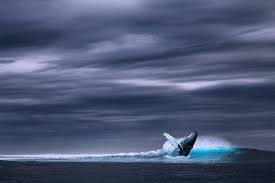 Whale and aurora borealis