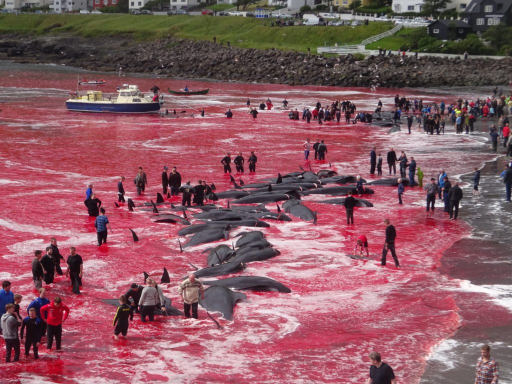 Mass whale slaughter Iceland