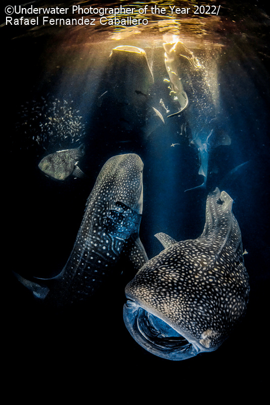 Best Underwater Photographer 2022