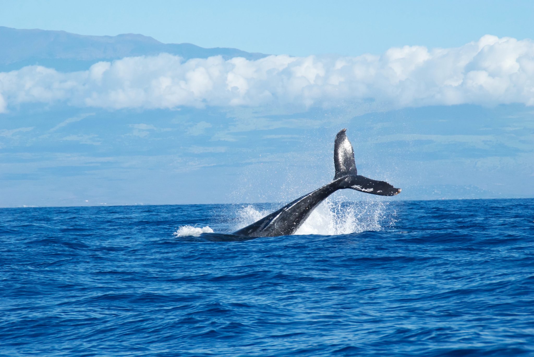 Iceland to Ban Whaling