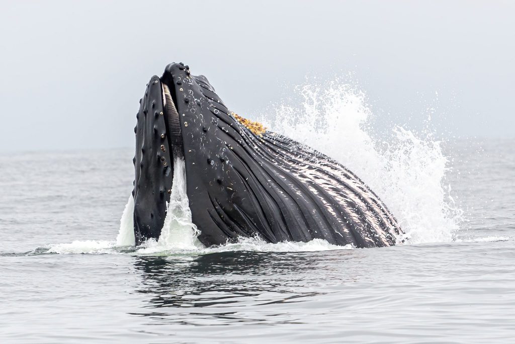 Baleen whale feeding