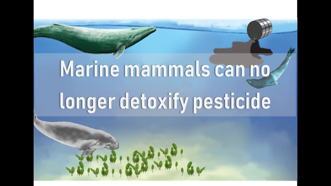 Pesticide Pollution – Killing Our Kids and Whales