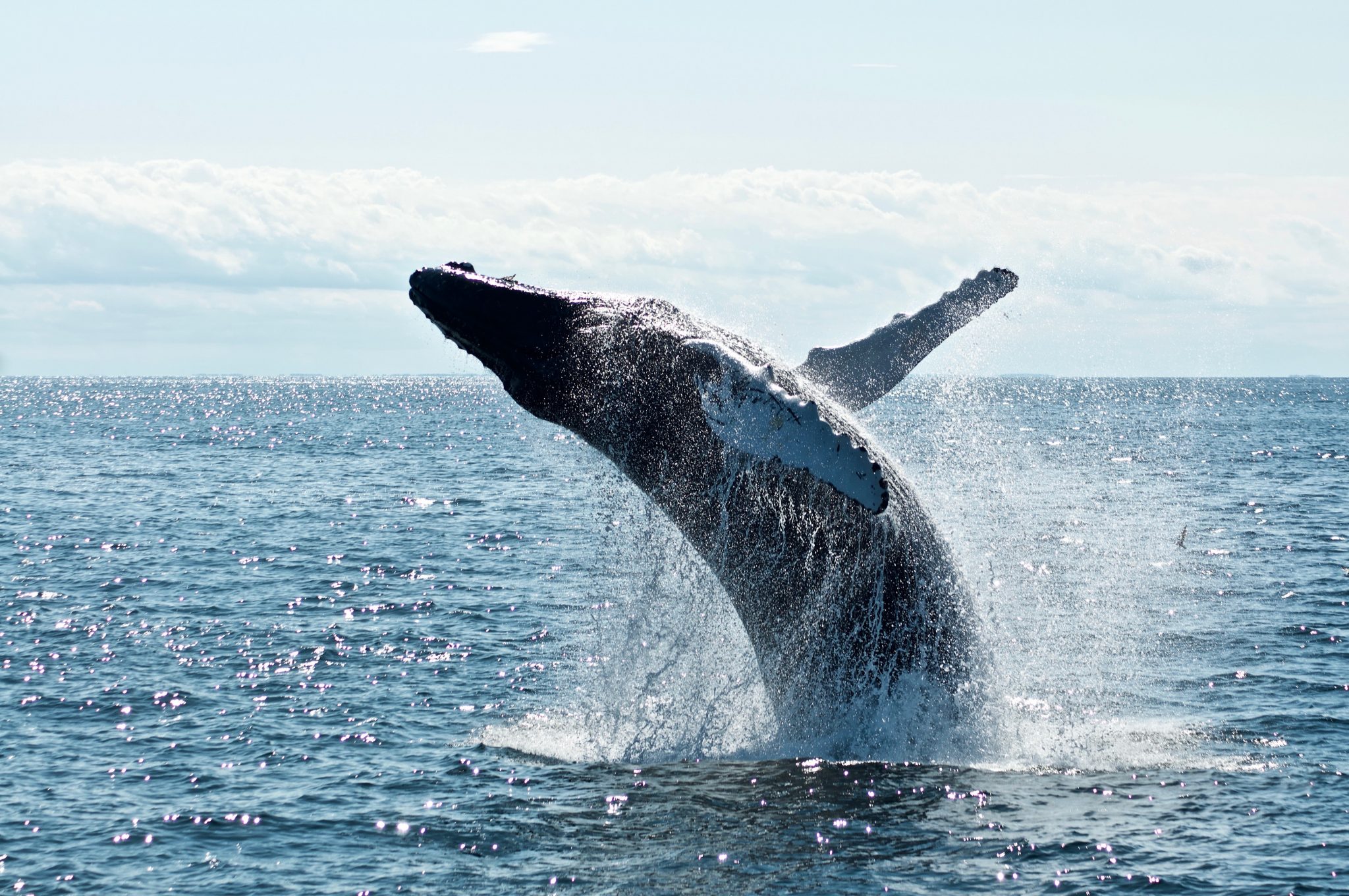 Humpback whales safe…