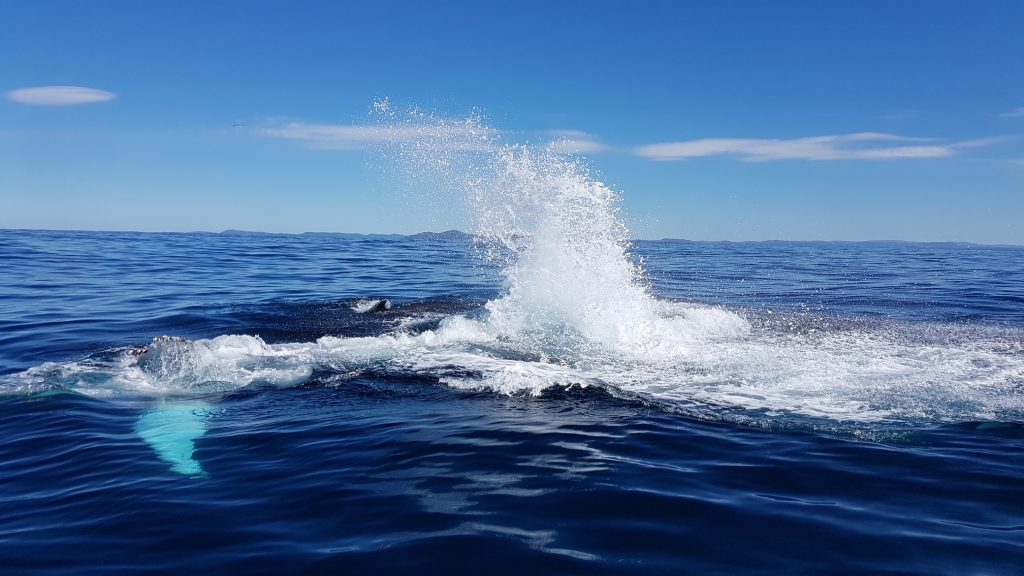 Humpback whale breaching