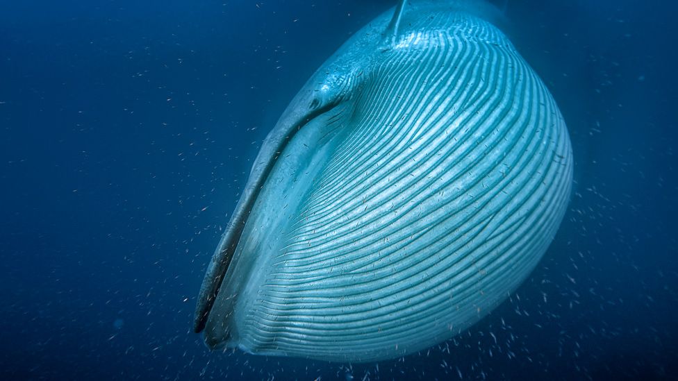 Why Are Whales So Big?