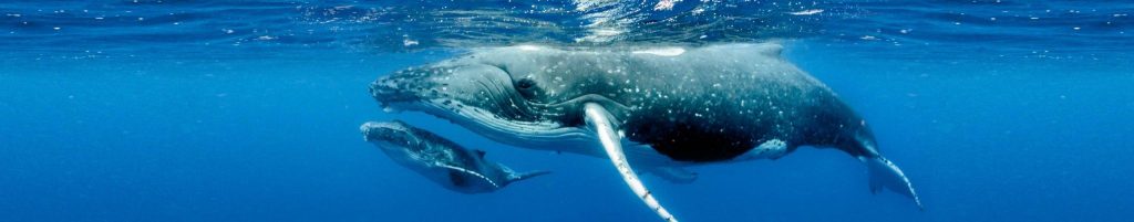 Why Do Whales Migrate? - Gowings Whale Trust