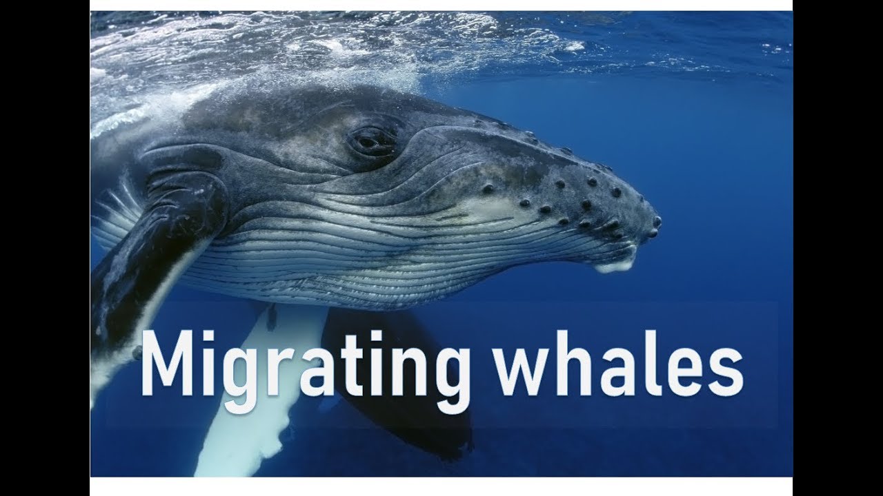 Why Do Whales Migrate?