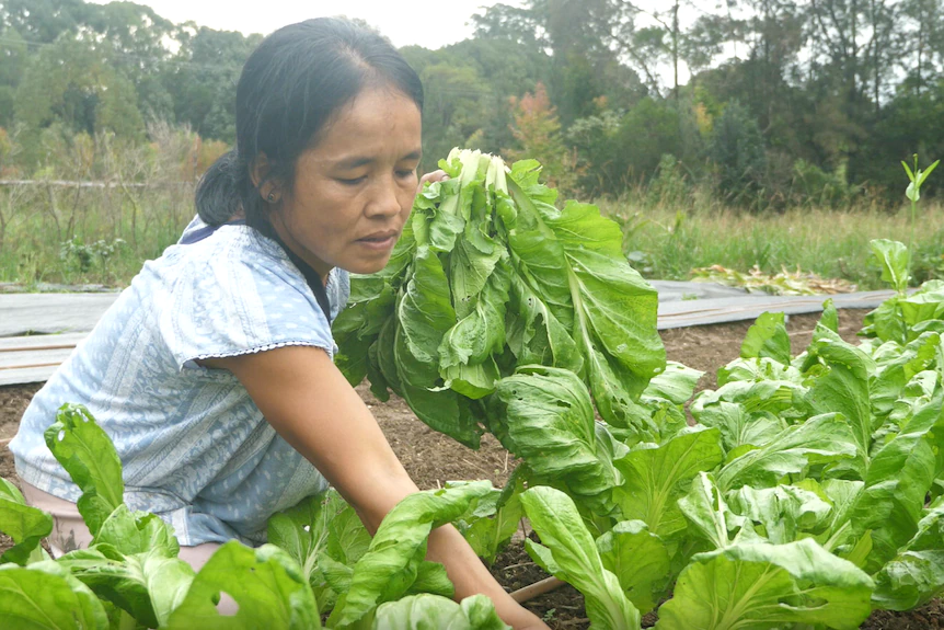 Myanmar refugees overcome wet weather, floods to start farming co-operative on NSW Coffs Coast