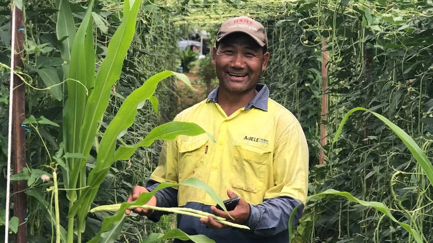 Myanmar refugees overcome wet weather, floods to start farming co-operative on NSW Coffs Coast