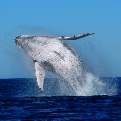 Whale leaping
