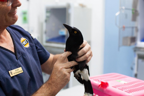 Dr Evan Kosack with injured Currawong at Lennox Head Vet Clinic by Elize Strydom.