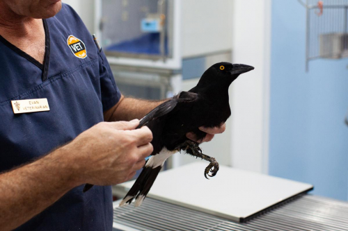 Dr Evan Kosack with injured Currawong at Lennox Head Vet Clinic by Elize Strydom.