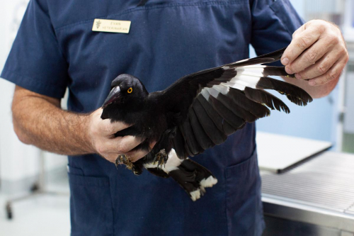 Dr Evan Kosack with injured Currawong at Lennox Head Vet Clinic by Elize Strydom.