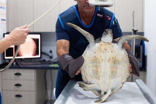 Dr Evan Kosack with injured turtle at Lennox Head Vet Clinic by Elize Strydom.