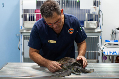 Dr Evan Kosack with injured turtle at Lennox Head Vet Clinic by Elize Strydom.