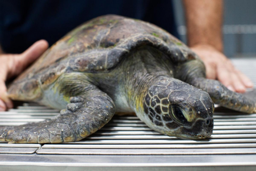 Dr Evan Kosack with injured turtle at Lennox Head Vet Clinic by Elize Strydom.