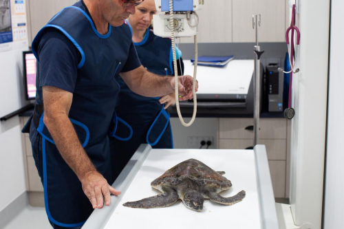 Dr Evan Kosack with injured turtle at Lennox Head Vet Clinic by Elize Strydom.