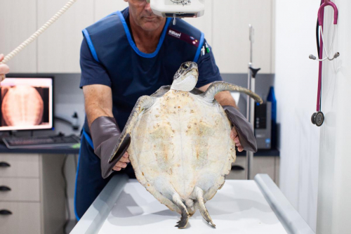 Dr Evan Kosack with injured turtle at Lennox Head Vet Clinic by Elize Strydom.