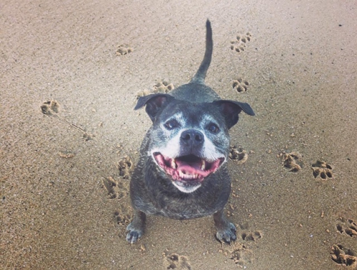 A big beautiful Staffy smile | D. from Sapphire Beach