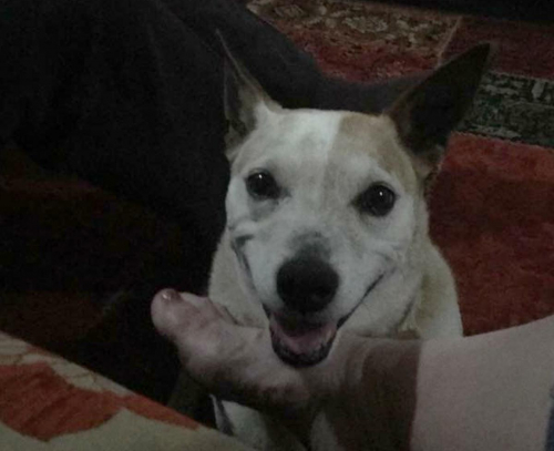 Pancho the happy smiling Cattle Dog cross Jack Russell | P. from Laurieton